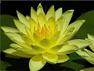Nymphaea "Joey Tomocik" Water Lily Pond Plant - Picture 1 of 4