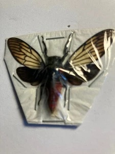 Real Insect/Butterfly/Moth Set B2669 Cicada Rare Red Abdomen Huechys ancarnata - Picture 1 of 2