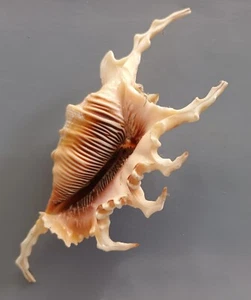 seashell Lambis scorpius 155 mm F++ VERY BIG FREAK - Picture 1 of 5
