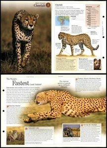 Cheetah #3 Mammals - Discovering Wildlife Fact File Fold-Out Card - Picture 1 of 1