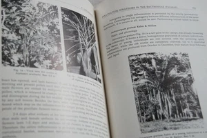 PALMIERS DES FORETS TROPICALES PEROU AMERIQUES ANDES ILLUSTRE KAHN BOTANIQUE - Picture 1 of 1