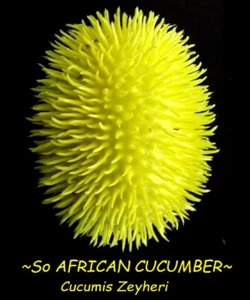 ~AFRICAN CUCUMBER~ Cucumis Zeyheri Spikey African Tropical Vine 30 Fresh Seeds - Picture 1 of 9