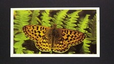 1 x Grandee Cigar card Butterfly - Pearl - Bordered Fritillary ± No 5 ≠ Q33