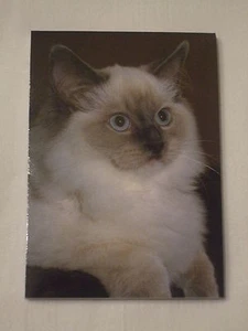 Carnet aimanté à feuilles détachables - CHAT RADGOLL COLOUR POINT - Picture 1 of 1