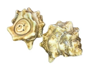 Keramik Muscheln - Muschelschale Salz und Pfefferstreuer - Florida - Bild 1 von 10