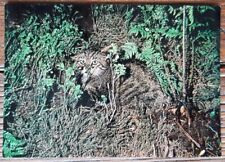 Animal Postcard - WILDCAT in the Heather, Rare Animals