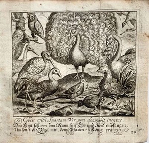 1689 Christoph Schmidts Emblematic engraving of Birds, Peacock, Stork, Owl - Picture 1 of 4