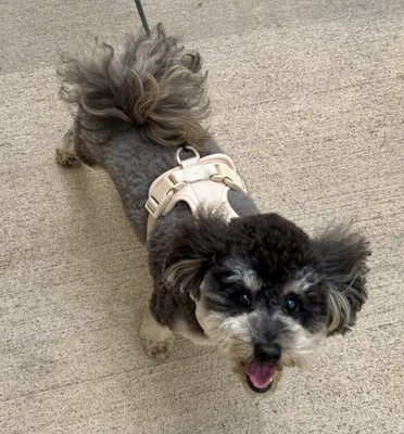 Wild One Tan Dog Harness Small | Cocker Spaniel, Pug, Boston Terriers or similar - Image 1 of 4