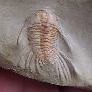 Trilobite Lehua sp. Artrópodos fósiles de Marruecos Ordovícico Inferior - Imagen 1 de 8