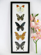 5 papillons - taxidermie cadre exotiques réel - une beauté unique Naturalise G18