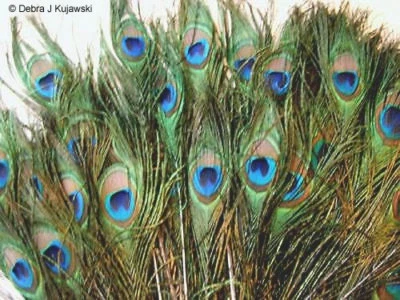 100 Natural Peacock feathers w Blue Green Eyes 20-21" L  Hand selected - Image 1 of 2