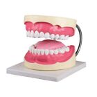 Erler Room Model pielęgnacji zębów Pielęgnacja zębów Model zębów 2 rozmiary z piersiami zębów