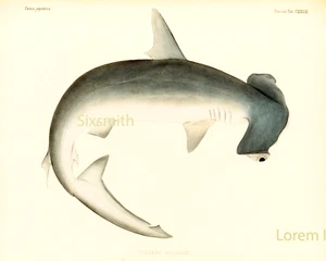 Tiburón Hammerhead Ilustración Vintage Bellas Artes Giclee Alta Resolución 8x10 Impresión - Imagen 1 de 2