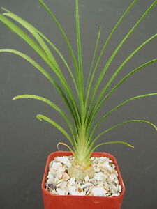 2" plant Beaucarnea Recurvata elephant foot ponytail palm pachycaul base 2" pot