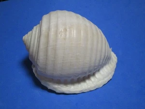 Malea (Tonna) ringens Swainson, 1822 "SCHÖN!"  (110,8 mm) - Bild 1 von 6