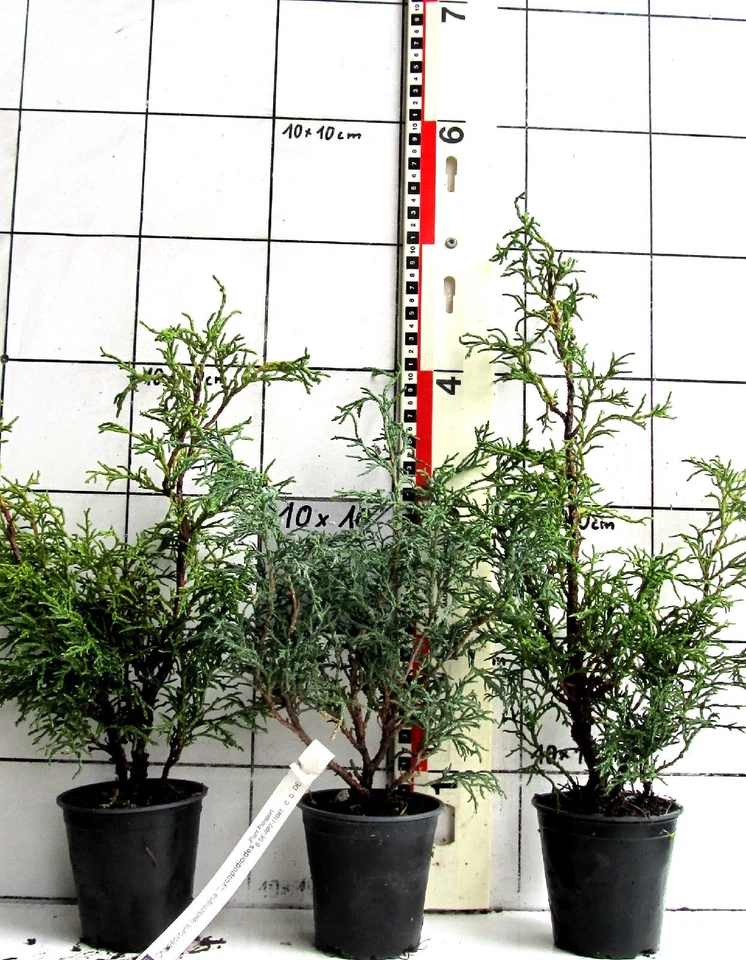 Chamaecyp. laws. lycopodioides - bizarre kleine Scheinzypresse - Bild 1 von 1