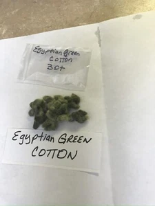 30 EGYPTIAN GREEN LINT Cotton Seed Extremely Rare Heirloom Ornamental - Picture 1 of 9
