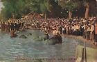 Sioux City Iowa Circus Elephants Bathe in River Crowds Watch Vintage Postcard