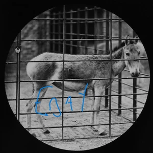 A SYRIAN WILD ASS LONDON ZOO C1878 Magic Lantern Slide VICTORIAN PHOTO EXTINCT - Picture 1 of 5