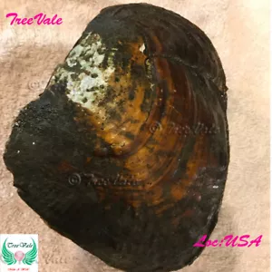Monster Oyster With Pearls - Oyster of oysters - Picture 1 of 1