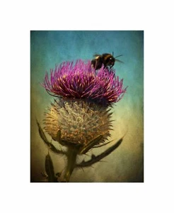 Kunst Foto Hummel Distel Blume Schottland Leinwanddruck - Bild 1 von 5
