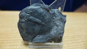 GEOLOGICAL ENTERPRISES RARE Ordovician fossil trilobite Ogygiocarella debuchi - Foto 1 di 6