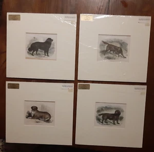 Lotto di 4 stampe Antiche cane very old prints dog Eton Windsor England - Foto 1 di 11