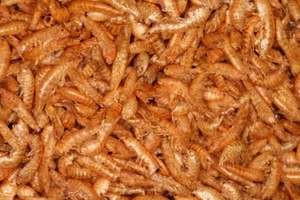 1 LITRO di Gamberetti essiccati 1-2cm. Gammarus mangime per tartarughe, pesci - Foto 1 di 1