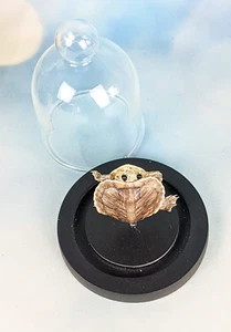 Baby Red Ear Slider Turtle Glass Dome Display Taxidermy Collectible oddity gift - Picture 1 of 11