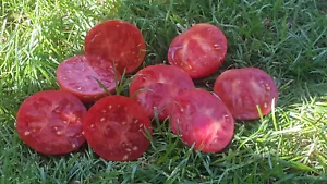 10 graines de tomate Mystic Lady Dwarf Tomato Project tomato seeds méth.bio - Imagen 1 de 4