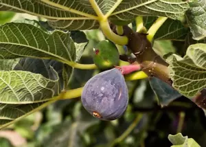 Black Madeira Fig - 2 Cuttings - PLUS WILLOW WATER FOR ROOTING!! - Picture 1 of 4