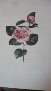 UNE GRAVURE CAMELIA COULEUR SIGNEE AMTRECHLIN - Imagen 1 de 2