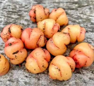 3 NEUSEELAND YAMSWURZEL OCA KNOLLE SAMEN ERDE ÄPFEL UQA Bio Non-GMO Global - Bild 1 von 1