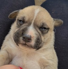 Cuccioli pitbull