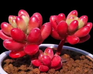 Red Jelly Beans 🏵️ *cutting* 4cm diameter Sedum Rubrotinctum succulent - Picture 1 of 4