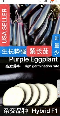 Semillas de berenjena púrpura larga premium híbrida 50CT F1 50粒杂交紫长茄种子 2024年产新种子 Foto 1 de 4