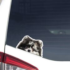 Merle Pomeranian Spitz Car Decal Vinyl Bumper Peeking Pom Dog Sticker Waterproof