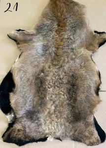Highland Mountain Mouflon Aries Pelt Skin Hide Fur Taxidermy Home Decor 6/21 - Picture 1 of 1