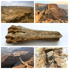 Ancient Animal Bone • Roman Legio X Fretensis Cuisine • Masada Fort • Israel №2