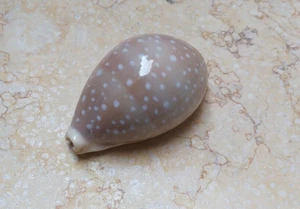 F Cypraea camelopardalis CLEAR DOTS rote Muschel Sammlerstück 75,4 mm F++++ F+++ - Bild 1 von 13