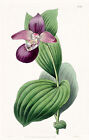 Cyripedium Macranthos Vintage A3 Orchid Print
