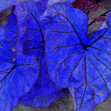 Blue Caladium Flowers Seed 300 Seeds Dwarf Elephant Ear Ornamental Plants