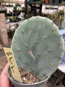 Opuntia robusta Dinner Plate Nopal Silver Dollar Cactus 5"Tall #312Y This Plant - Picture 1 of 10