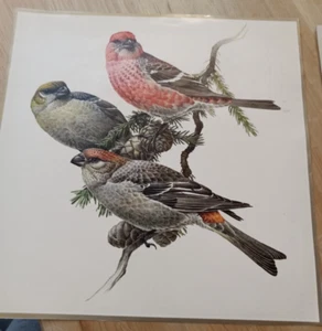 J F Lansdowne Birds Pine Grosbeak Vintage Art Print Unframed - Picture 1 of 1