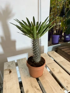 Pachypodium lamerei 50-70cm Madagaskarpalme exotische Sukkulente pflegeleicht - Bild 1 von 4