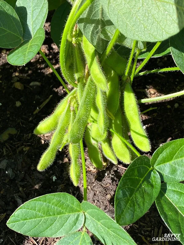 Soybean Shirofumi Seeds Vegetable Garden Edamame Soy Bean Seeds - Image 1 of 1