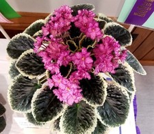African Violet * Buckeye Cranberry Sparkler, show! 31