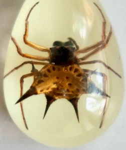 Real Spider Cast Teardrop Resin Necklace Pendant - Picture 1 of 3