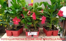 12 PIANTE DI DIPLADENIA ROSSE