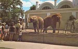 Postal N92 Named Elephants Gretchen & Julie @ Cincinnati Zoo 1974 - Imagen 1 de 2